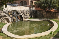 patos