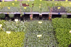 plantacion
