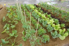 plantacion2