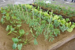 plantas